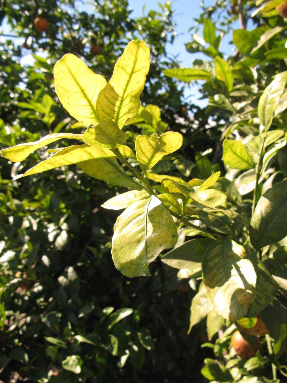            Sun leaves (Winter Haven, FL)   
